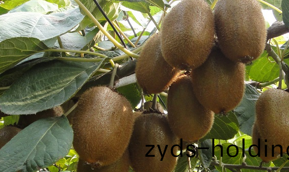 獼猴桃(tao)溫度要(yao)求